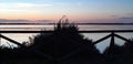 Orbetello: invasion of spiders on the lagoon