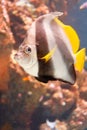 Orbicular Batfish Royalty Free Stock Photo