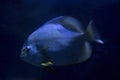The Orbicular batfish Platax orbicularis. Royalty Free Stock Photo
