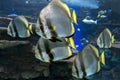 Orbicular batfish Platax orbicularis - ocean and sea fish Royalty Free Stock Photo