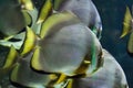 Orbicular batfish (Platax orbicularis). Royalty Free Stock Photo