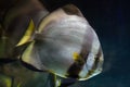 Orbicular batfish (Platax orbicularis). Royalty Free Stock Photo