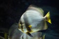 Orbicular batfish (Platax orbicularis). Royalty Free Stock Photo