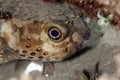 Orbicular burrfish Royalty Free Stock Photo