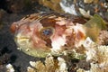 Orbicular Burrfish Royalty Free Stock Photo