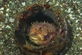 Orbicular Burrfish Ciclychthys orbicularis Royalty Free Stock Photo