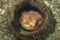 Orbicular Burrfish Ciclychthys orbicularis Royalty Free Stock Photo