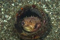 Orbicular Burrfish Ciclychthys orbicularis Royalty Free Stock Photo