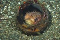 Orbicular Burrfish Ciclychthys orbicularis Royalty Free Stock Photo