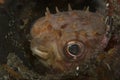 Orbicular Burrfish Ciclychthys orbicularis Royalty Free Stock Photo