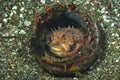 Orbicular Burrfish Ciclychthys orbicularis Royalty Free Stock Photo