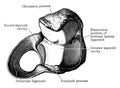 Orbicular Ligament of the Radius, vintage illustration