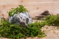 Orbicular ocean jasper sphere with crystallized vugs from Madagascar on moss, bryophyta and cork Royalty Free Stock Photo