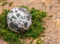 Orbicular ocean jasper sphere with crystallized vugs from Madagascar on moss, bryophyta and cork Royalty Free Stock Photo