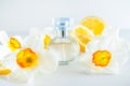 Orbicular perfume bottle surrounded by fresh Daffodils flowers and lemon slices isolated on white background. Yellow colour concep Royalty Free Stock Photo