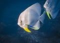 Orbicular Spadefish in the Indian ocean Royalty Free Stock Photo