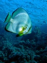 Orbicular Spadefish - Platax orbicularis Royalty Free Stock Photo