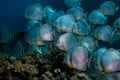 Orbicular spadefish Platax orbicularis swimming Royalty Free Stock Photo