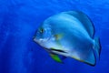 Orbicular spadefish  platax orbicularis . Royalty Free Stock Photo