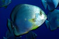 Orbicular spadefish platax orbicularis. Royalty Free Stock Photo