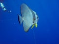 Orbicular spadefish platax orbicularis. Royalty Free Stock Photo