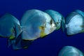 Orbicular spadefish platax orbicularis. Royalty Free Stock Photo