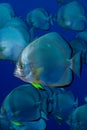 Orbicular spadefish platax orbicularis. Royalty Free Stock Photo