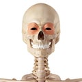 The orbicularis oculi Royalty Free Stock Photo