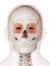 The orbicularis oculi