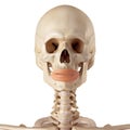 The orbicularis oris Royalty Free Stock Photo