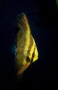Orbiculate Batfish, platax orbicularis, Adult Royalty Free Stock Photo