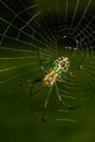 Orbweaver spider building its web Royalty Free Stock Photo