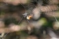 Orbweaver Spider Creeping Along His Web Royalty Free Stock Photo