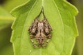 orbweaver spider Neoscona mukerjei on a leaf Royalty Free Stock Photo