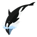 Orca animation in water. Cartoon animal design. Ocean mammal orca isolated on white background. Whale killer jumping Royalty Free Stock Photo