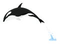 Orca animation in water. Cartoon animal design. Ocean mammal orca isolated on white background. Whale killer jumping