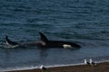 Orca - Orca beaching on punta norte, patagonia argentina