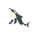 Orca Black And White Arctic Killer Whale Asking For Food, Realistic Aquatic Mammal Vector Drawing