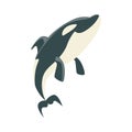 Orca Black And White Arctic Killer Whale Asking For Food, Realistic Aquatic Mammal Vector Drawing