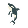 Orca Black And White Arctic Killer Whale Swimming, Realistic Aquatic Mammal Vector Drawing