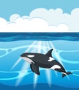 An orca in blue waters Royalty Free Stock Photo