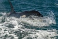 Orca coming to you in cortez sea mexico Royalty Free Stock Photo