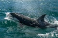 Orca coming to you in cortez sea mexico Royalty Free Stock Photo