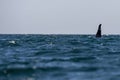 Orca coming to you in cortez sea mexico Royalty Free Stock Photo