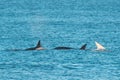 Orca Family, Patagonia Argentina Royalty Free Stock Photo