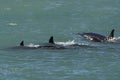 Orca Family, Patagonia Argentina Royalty Free Stock Photo