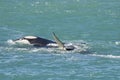 Orca Family, Patagonia Argentina Royalty Free Stock Photo