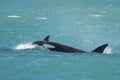 Orca Family, Patagonia Argentina Royalty Free Stock Photo