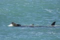 Orca Family, Patagonia Argentina Royalty Free Stock Photo