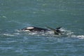 Orca Family, Patagonia Argentina Royalty Free Stock Photo